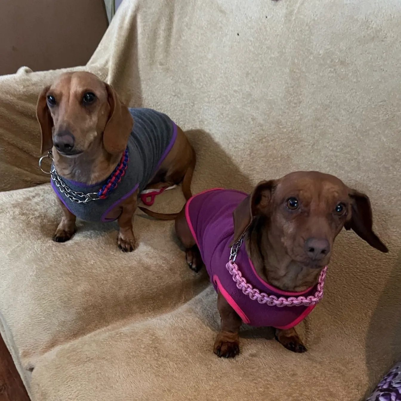 2-Color Fleece Dachshund Sweater