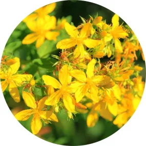 Saint Johns Wort Carrier Oil 100ml - Living Libations